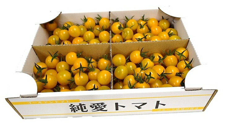 【ふるさと納税】栃木県足利産のこだわりミニトマト甘さいっぱい「純愛トマト」 2kg 〈出荷時期:2025年3月1日～2025年6月20日〉 【フルーツトマト　ミニトマト とまと 贈り物 自宅用 ギフトプレゼント 黄色いトマト イエロートマト 栃木県 足利市 】 F7Z-254