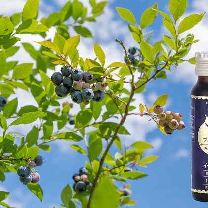 ふるさと納税 吉高父ブルーベリー園生のぎゅぎゅっと凝縮ブルーベリードリンク13出々し物 65基本入 実水もの 汁液 2friendshotel Com