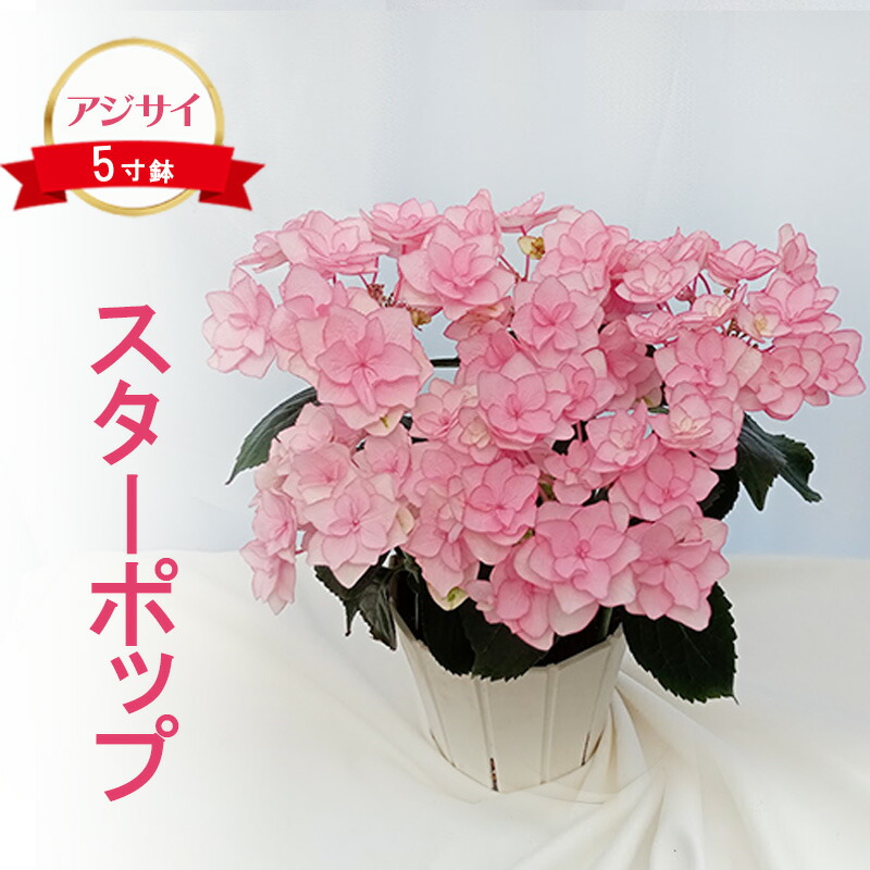 アジサイ　5寸6種6鉢　紫陽花 アジサイ 5寸6種6鉢 紫陽花 - メルカリ
