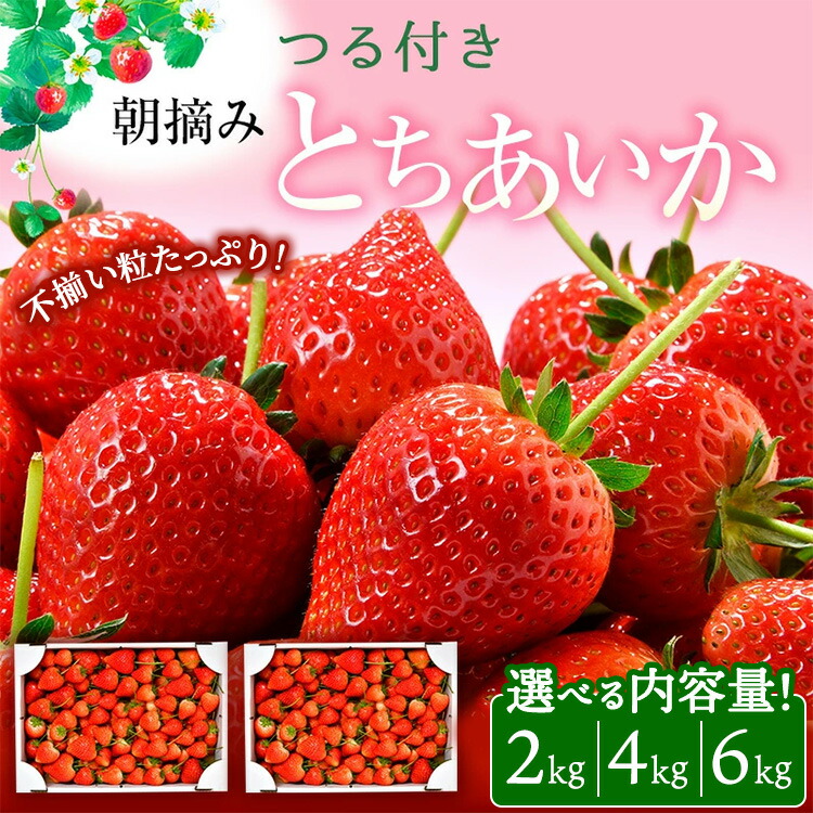 【ふるさと納税】＜選べる内容量＞【訳あり】とちあいか 不揃い粒 2kg 4kg 6kg（家庭用、ジャム・冷凍など加工用にもおすすめ）｜ 果物 いちご 朝取り 新鮮 ハート フルーツ デザート ストロベリー デザート スイーツ 苺 イチゴ※2026年5月中旬～5月下旬頃に順次発送予定