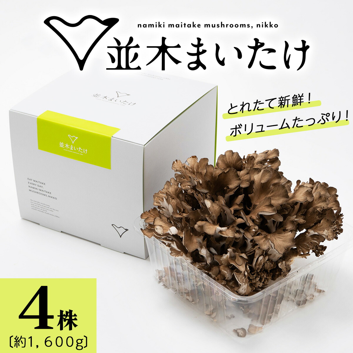 【ふるさと納税】とれたて新鮮！福田きのこ園の『日光並木まいたけ』4株 箱入り (約1600g)｜きのこ マイタケ 舞茸 キノコ 国産 農家直送 日光産 [0325]｜栃木県日光市