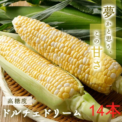 【ふるさと納税】糖度20度!甘くて美味いとうもろこし「ドルチェドリーム」 14本【配送不可地域:離島・北海道・沖縄県・信越、北陸・東海・近畿・中国・四国・九州】【1487255】|栃木県小山市