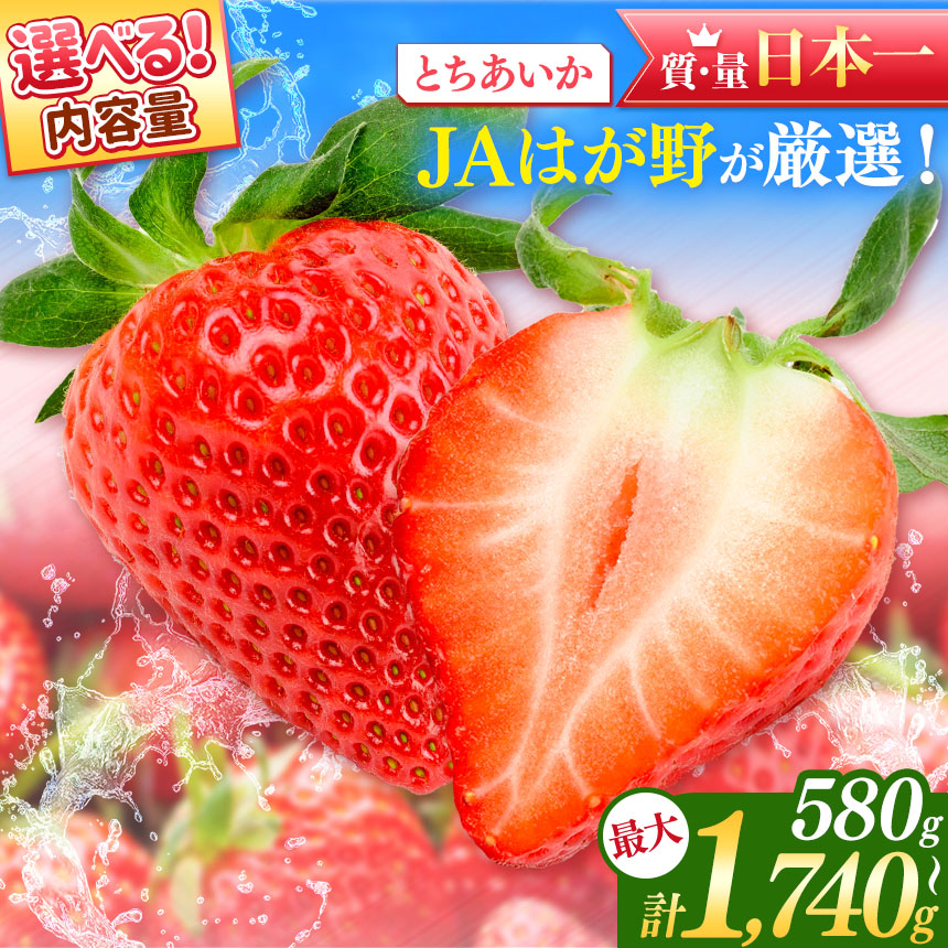 大粒 いちご とちあいか 朝採れ 新鮮 減農薬 モリンガ カカオ
