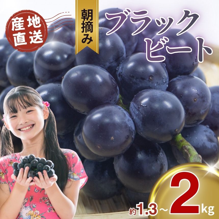 【ふるさと納税】【先行予約】ぶどう ブラックビート 1.3kg 2kg 黒ぶどう | 朝摘み直送 ブドウ 葡萄 フルーツ 甘い 人気 おいしい お取り寄せ スイーツ 甘い ご褒美 国産 真岡市 栃木県 限定 送料無料