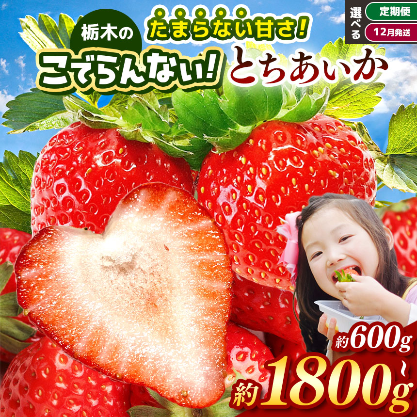 【ふるさと納税】栃木のこでらんないイチゴ（とちあいか） ｜ イチゴ いちご 苺 厳選 朝摘み 高糖度  大きい  ハート 愛 美味しい 果汁 ジューシー 甘い あまい 甘味 たっぷり 大容量 | 人気 レビュー リピート 栃木県 真岡市  日本一 送料無料