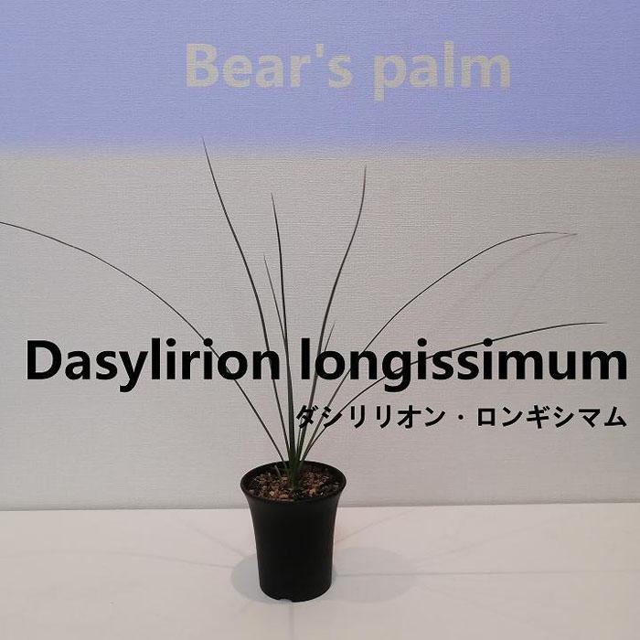 ダシリリオン　ロンギシマム 068a84e27354cf67f562e891b4a902