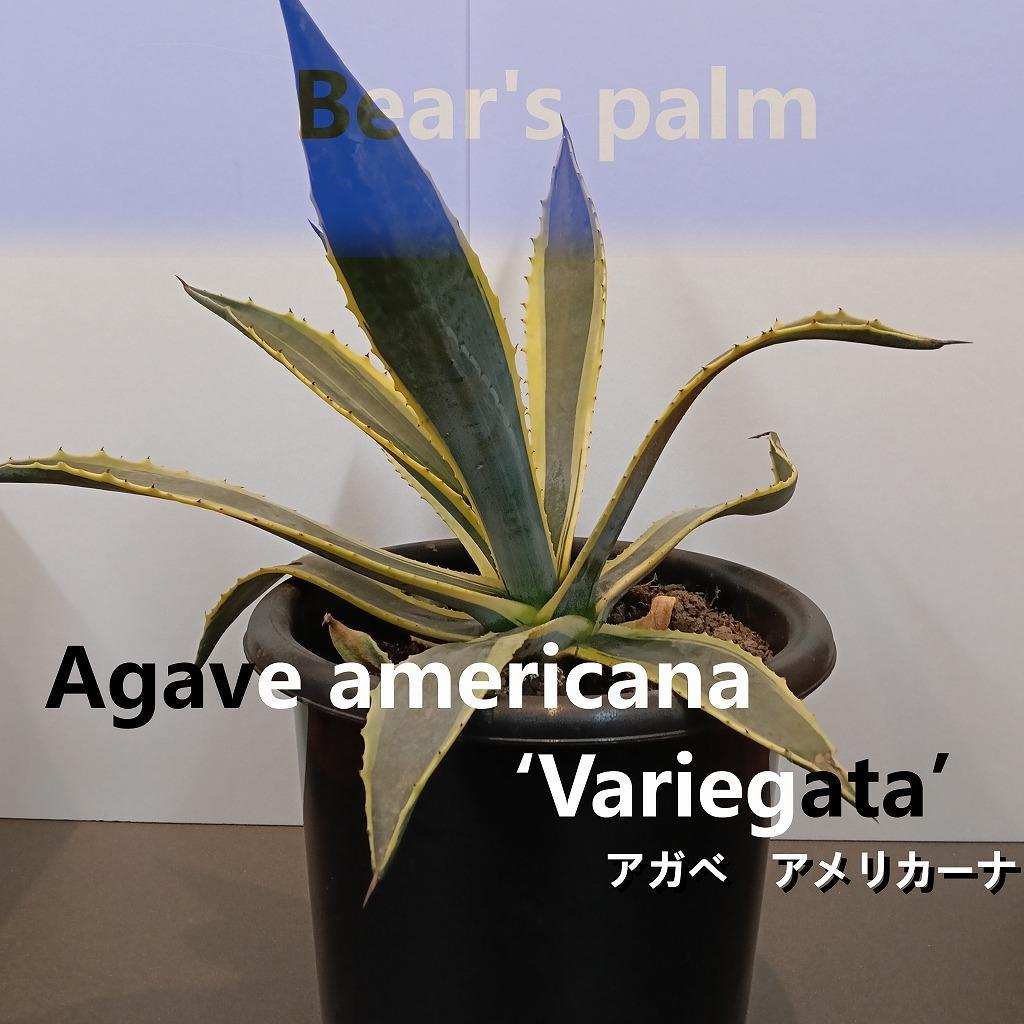 楽天市場】【ふるさと納税】ダシリリオン・ロンギシマム