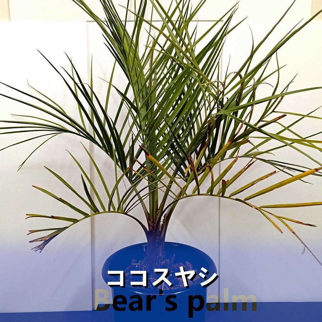 楽天市場】【ふるさと納税】ダシリリオン・ロンギシマム