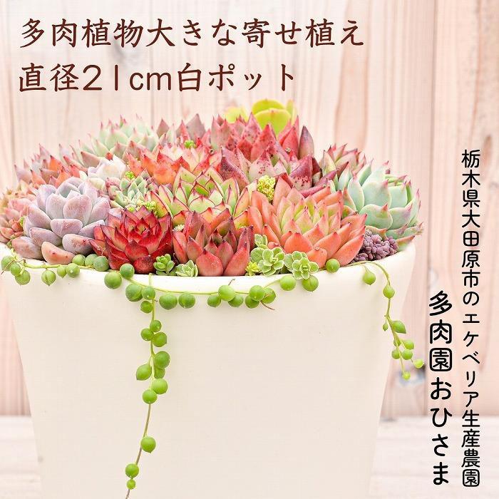 【ふるさと納税】【多肉植物】大きな寄せ植え差しわたし21珊白ポット