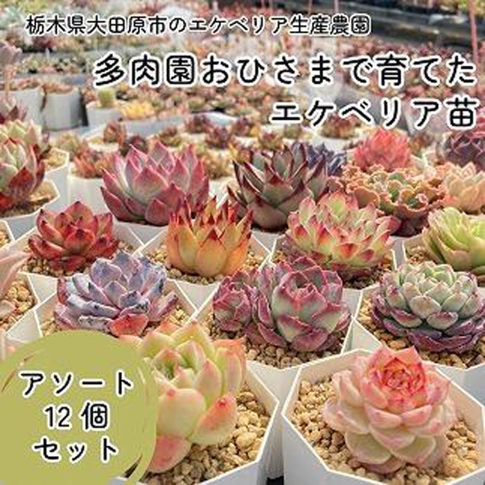 【ふるさと納税】【多肉植物】エケベリア苗アソート12個書き割り