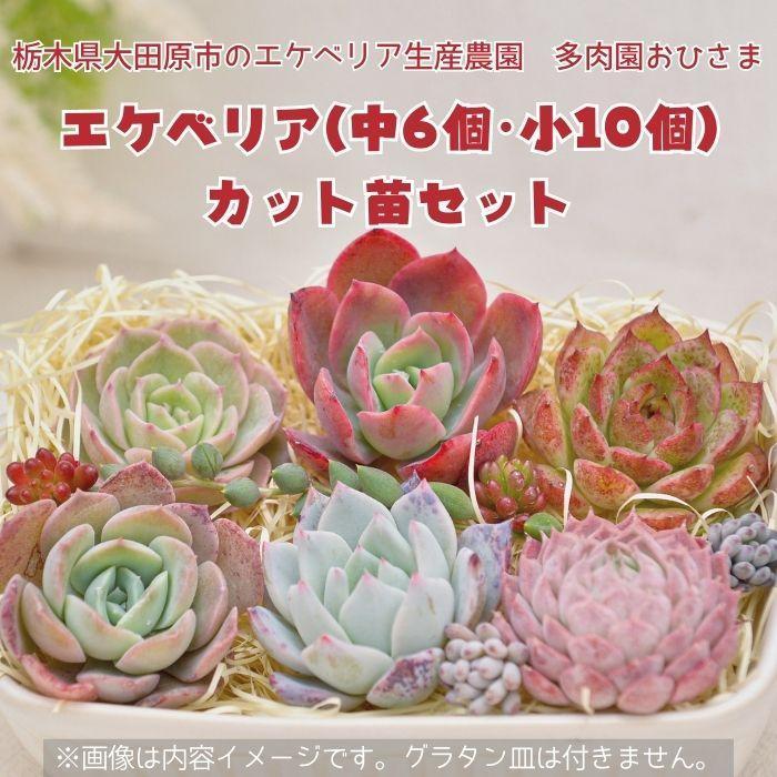 楽天市場】【ふるさと納税】名無しエケベリア(中3個・小5個+
