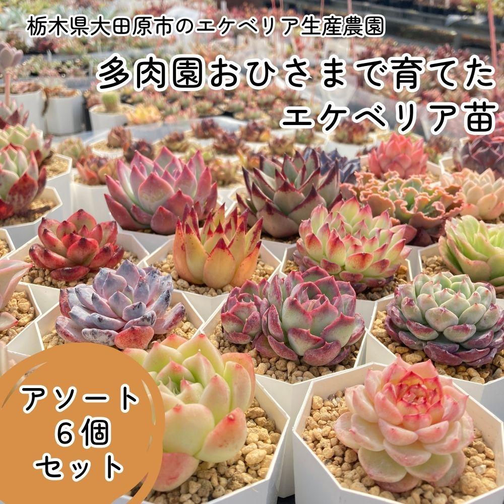 【ふるさと納税】【多肉植物】エケベリア苗アソート6個セット