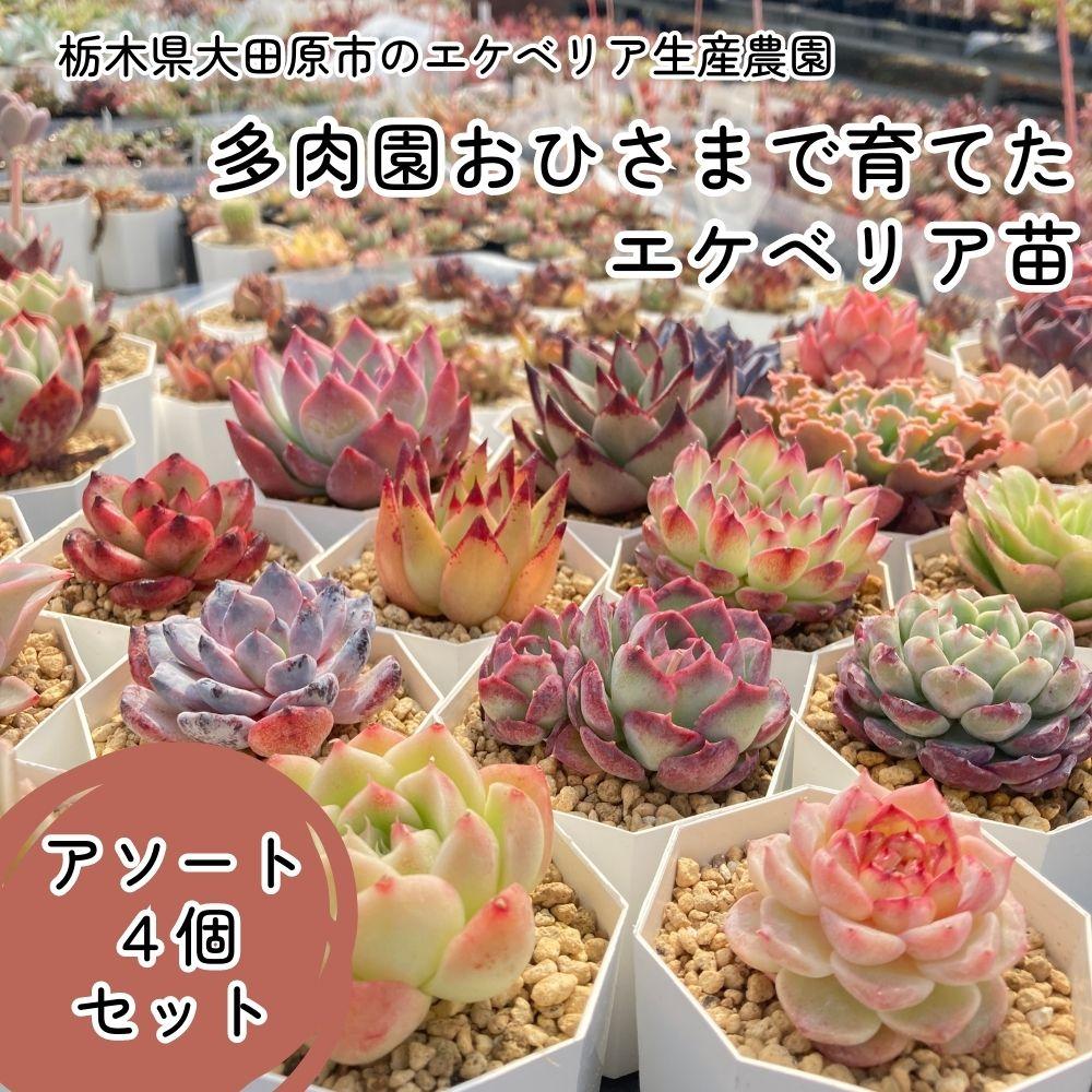 【ふるさと納税】【多肉植物】エケベリア苗アソート4個書き割り