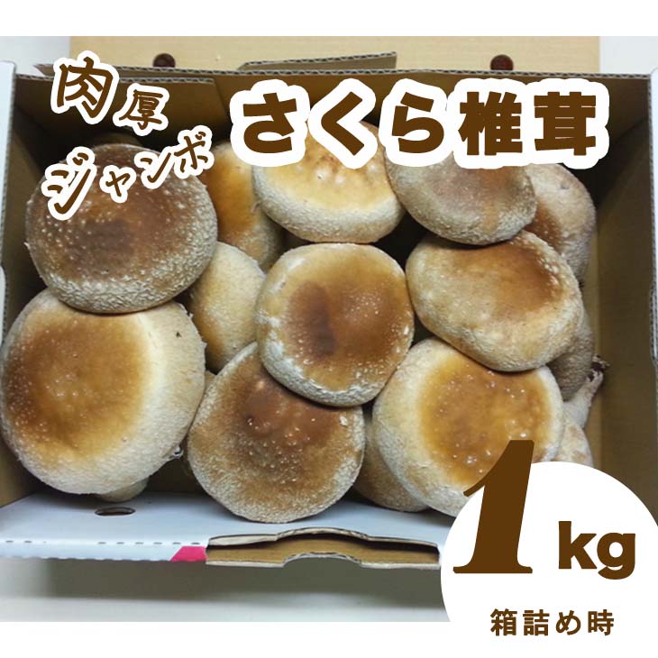 【ふるさと納税】肉厚ジャンボな”さくら椎茸”１ｋｇ箱詰め しいたけ シイタケ きのこ キノコ 栃木県 送料無料