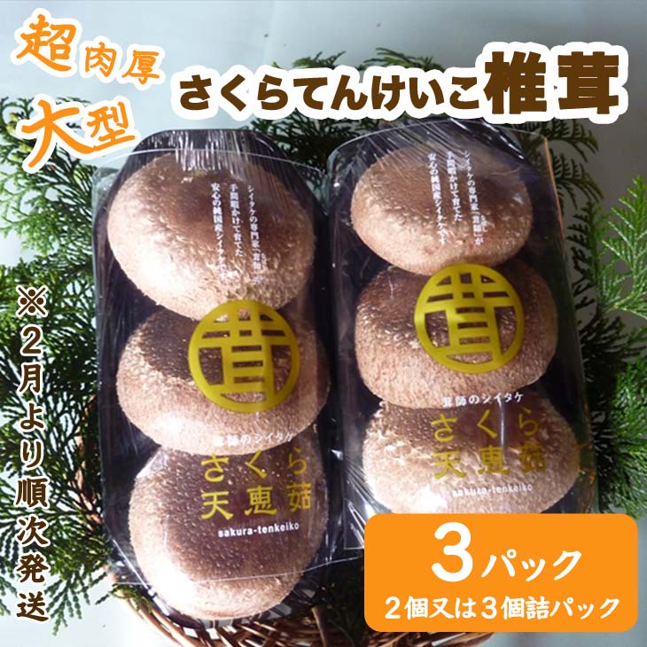【ふるさと納税】超肉厚大型しいたけ”さくらてんけいこ”３パックセット シイタケ キノコ きのこ  野菜