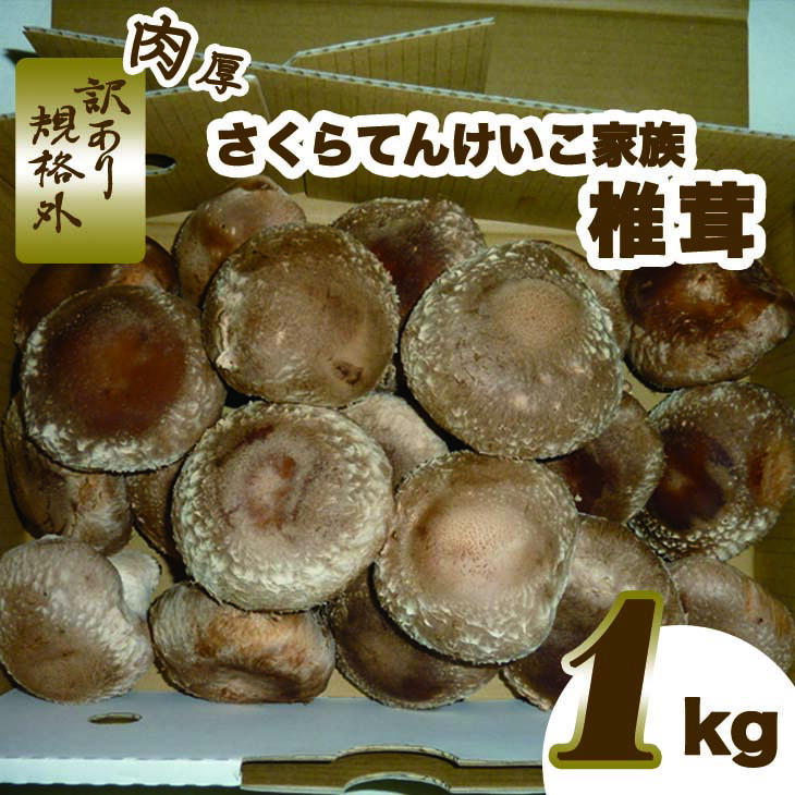 【ふるさと納税】肉厚しいたけ“さくらてんけいこ家族(規格外)”１ｋｇ　シイタケ きのこ キノコ 野菜 送料無料
