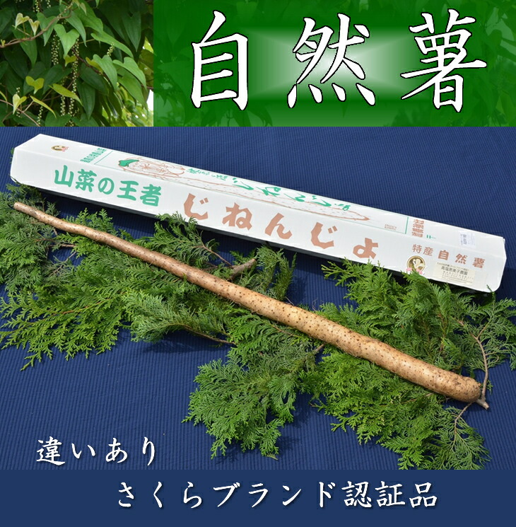 【ふるさと納税】さくらブランド認証品　えみの自然薯　1本（700g以上）山芋 とろろ 国産 健康<br>※2023年11月下旬頃より順次発送予定