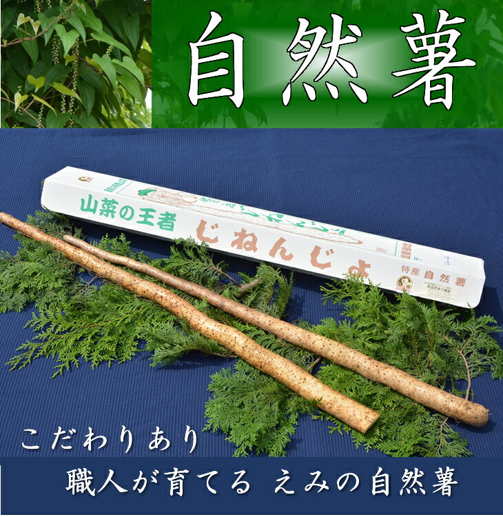 【ふるさと納税】さくらブランド認証品　えみの自然薯　2本（1.5kg以上）山芋 とろろ 国産 健康<br>※2023年11月下旬頃より順次発送予定