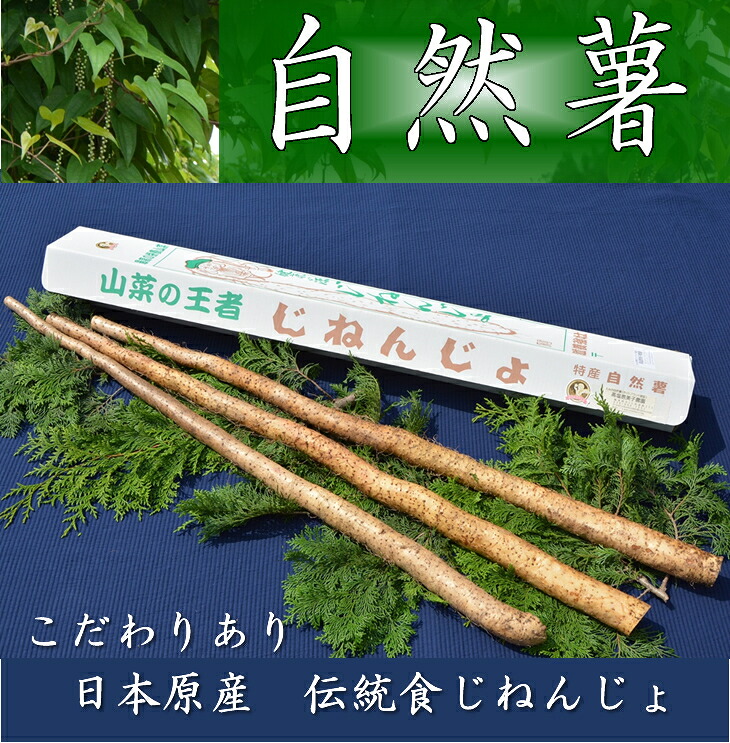 【ふるさと納税】さくらブランド認証品　えみの自然薯　2～3本（1.5kg以上）山芋 とろろ 国産 健康 ※2025年11月下旬頃より順次発送予定