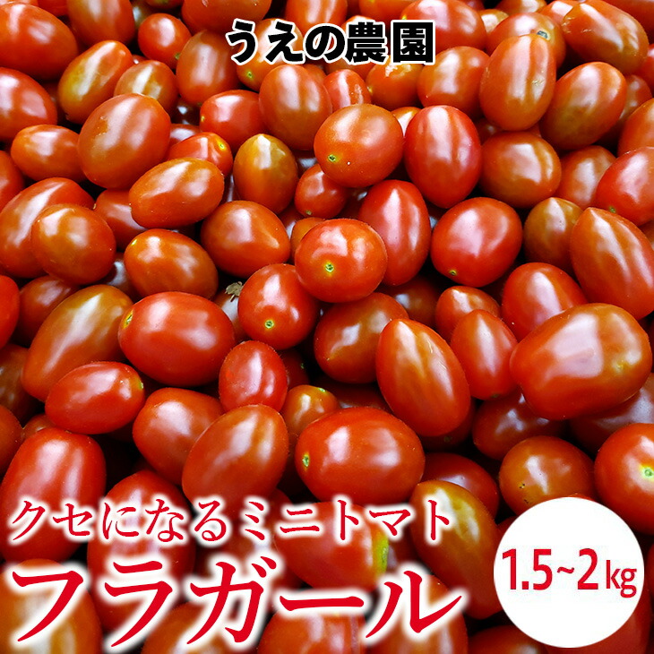 ギフト トマト 大玉トマト1.5kg箱 サンシャイントマト お取り寄せ野菜 ワンダーファーム