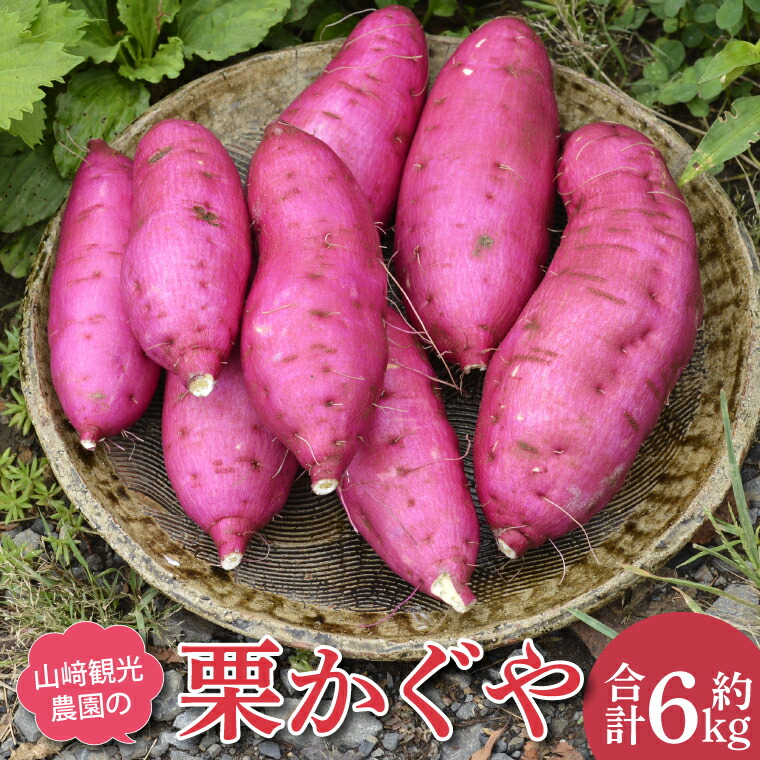 【ふるさと納税】山崎観光農園の栗かぐや 約6kg (AU016)