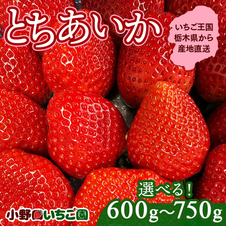 【ふるさと納税】【先行予約】【選べる】栃木県産 とちあいか ｜ 家庭用 完熟 朝摘み 苺 いちご イチゴ とちあいか 果物 フルーツ 秀品 栃木県 壬生町 産地直送 ※2025年12月中旬頃より順次発送予定 ※離島への配送不可