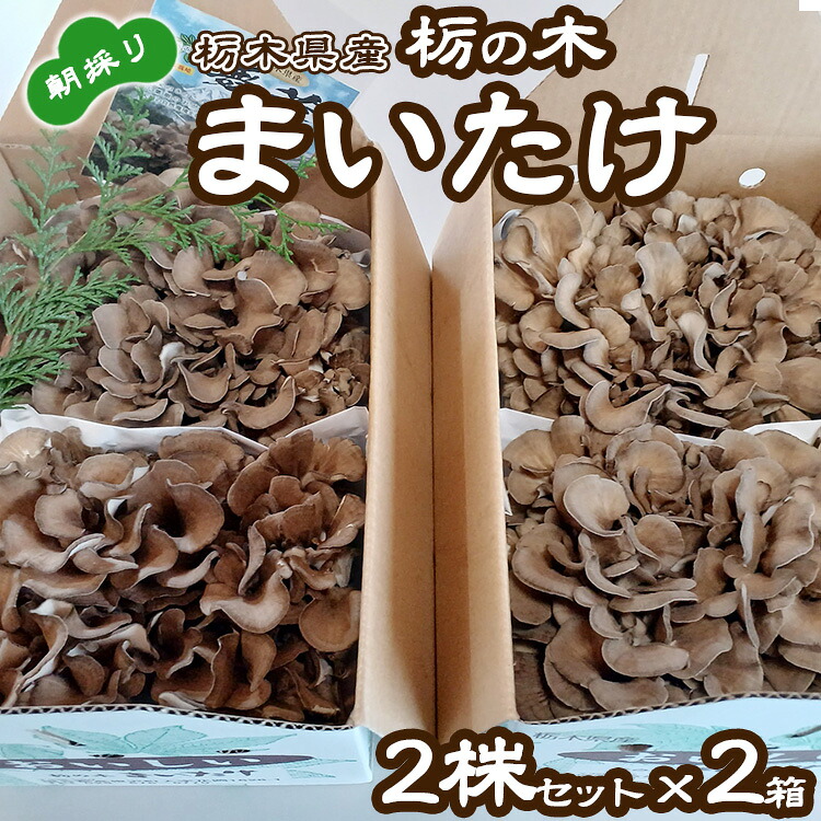 【ふるさと納税】栃の木まいたけ 朝採りまいたけ2株セット&times;2箱｜まいたけ 舞茸 きのこ 茸 詰め合わせ 栃木県 高根沢町産　送料無料　※北海道・沖縄・離島への配送不可｜栃木県高根沢町