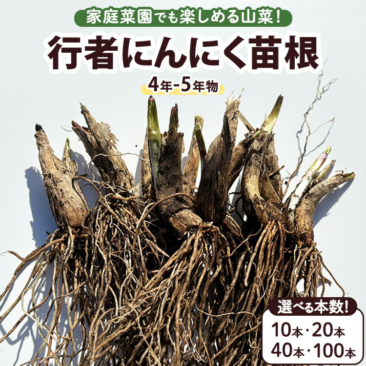 【翌日配送】　行者ニンニク 7～8年物太苗100本 (日々成長中) 行者ニンニク 7～8年物 太球根苗 100株(球根) - メルカリ