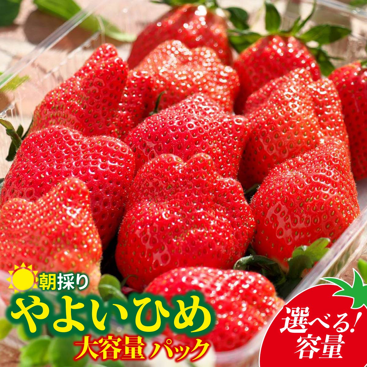 【ふるさと納税】いちご やよいひめ 500g パック | コク 甘み 朝採れ やよいひめ 大粒 甘み 酸味 バランス 贈答用 新鮮 完熟 いちご 旬 苺 ストロベリー 産地直送 果汁 甘い あまい 人気 高評価 減農薬 美容 健康 旨味 高糖度 ごほうび 群馬県 前橋市