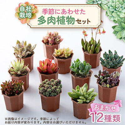 【ふるさと納税】多肉植物おまかせ12種書き割り_ 多肉植物 書き割り エケベリア 多肉寄せ植え 観葉草木 ガーデニング 一般受け 作りだす書き割り 【送りとどける不可地方：離島】【1409515】