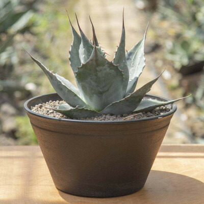 楽天市場】Kaiju Plant産 アガベ 烈焔 子株 チタノタ オテロイ