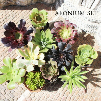 楽天市場】多肉植物 アエオニウム アイクリソン セット6種 セット 紅葉