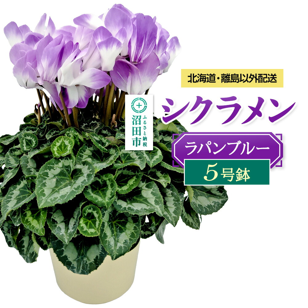 【ふるさと納税】《12月上旬～下旬発送》北海道・離島以外配送 シクラメン5号鉢 ラパンブルー [多年草 しくらめん シクラメン]｜群馬県沼田市