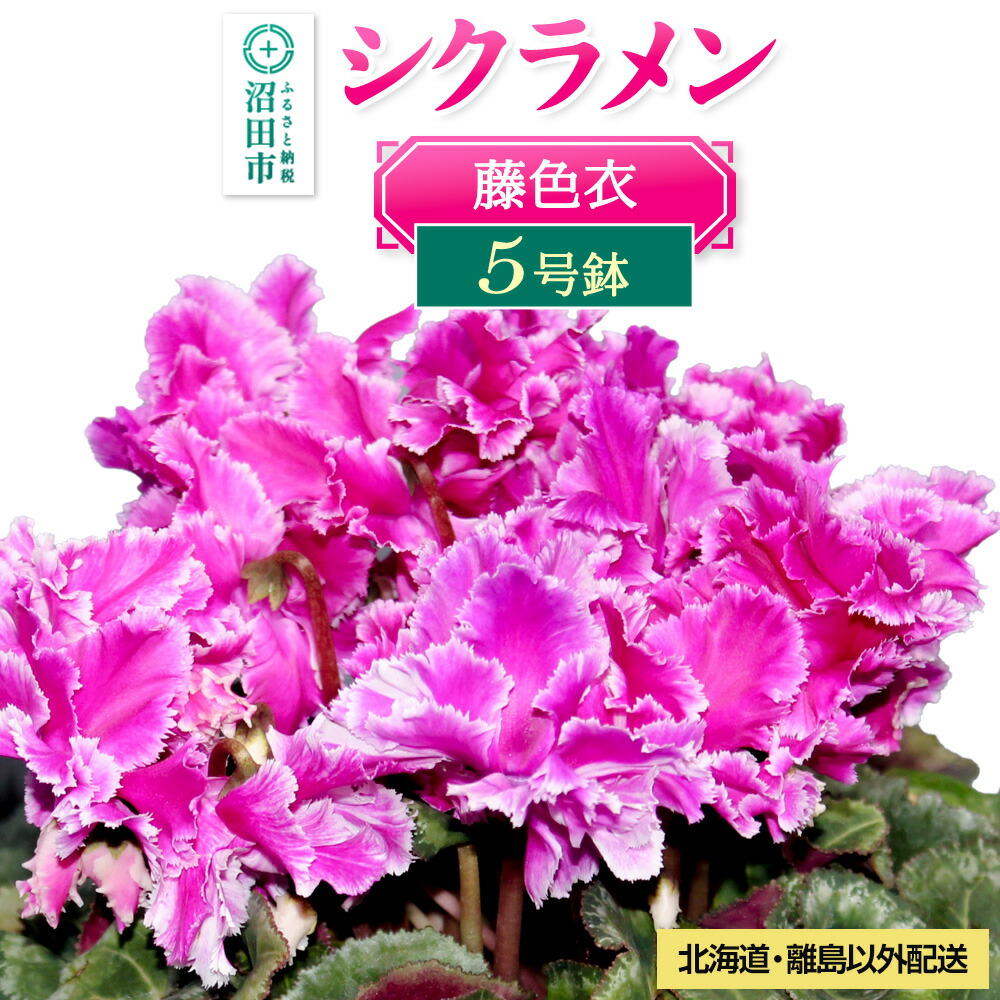 【楽天市場】【ふるさと納税】《12月以降発送》北海道・離島以外配送 シクラメン5号鉢 藤色衣：群馬県沼田市