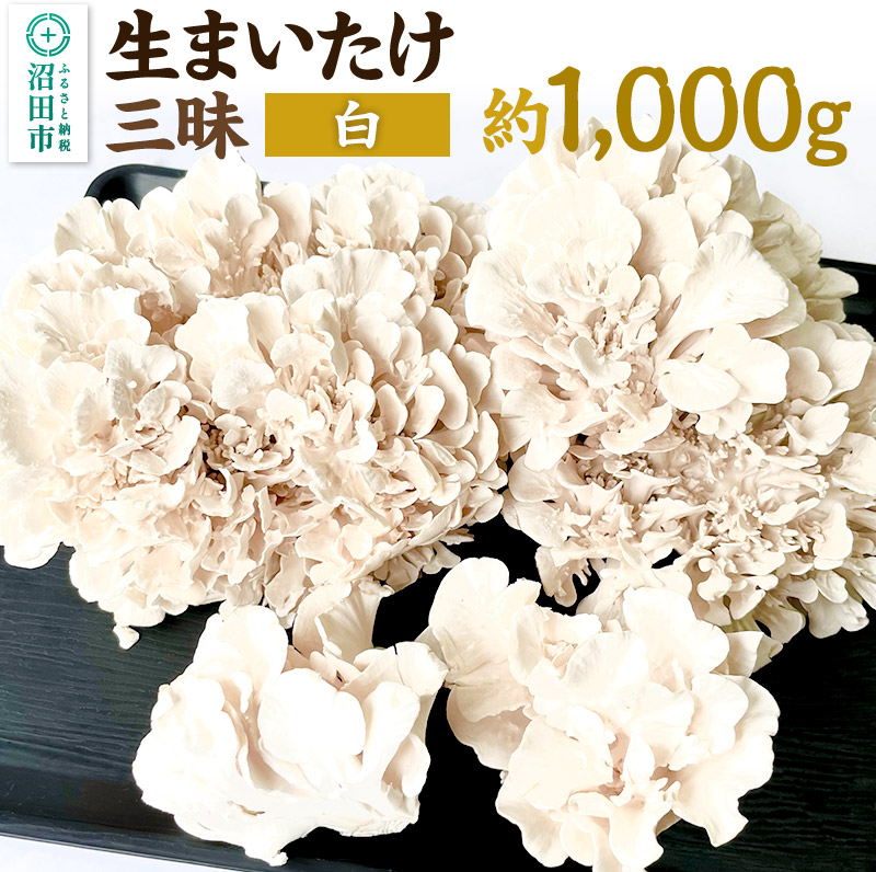 【ふるさと納税】《2026年1月発送》生まいたけ三昧（白）約1000g 詰め合わせ おいがみ舞茸園