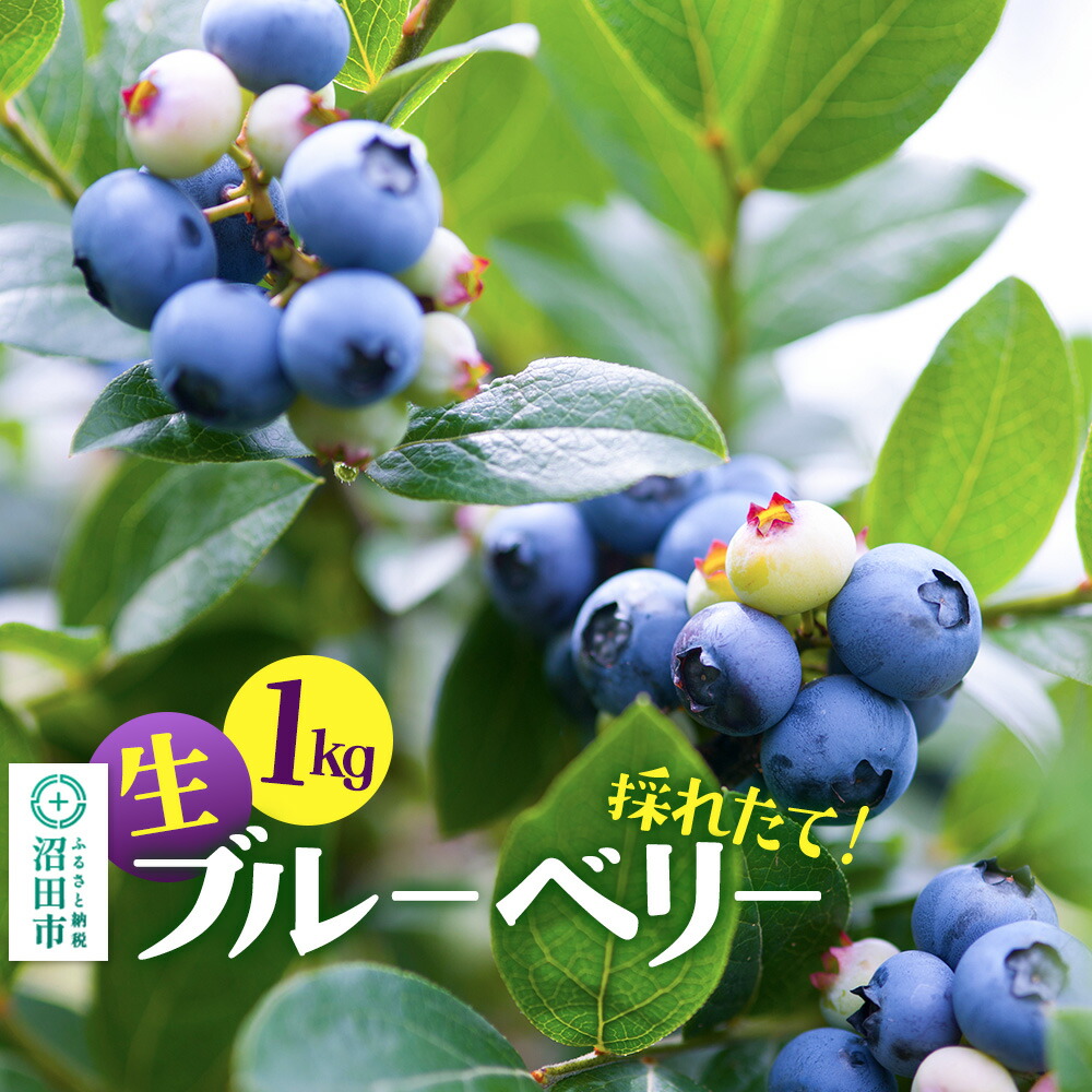 【ふるさと納税】《7月中旬～9月下旬発送》採れたて！生ブルーベリー1kg【群馬県沼田市利根町産】