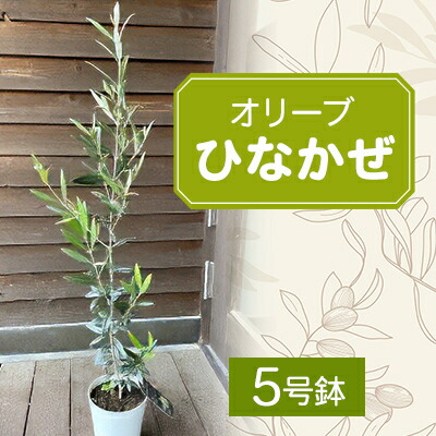 【ふるさと納税】【ジャングル送達】オリーブ「ひなかぜ」(5号鉢)【1338072】