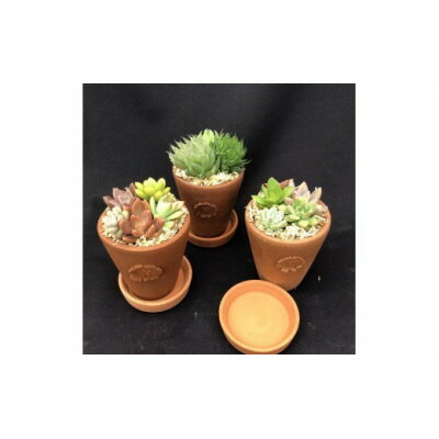 【ふるさと納税】サボテン相談室のオリジナルテラコッタ多肉植物の寄せ植え3点セット(受け皿付き)【1338175】 8,640円