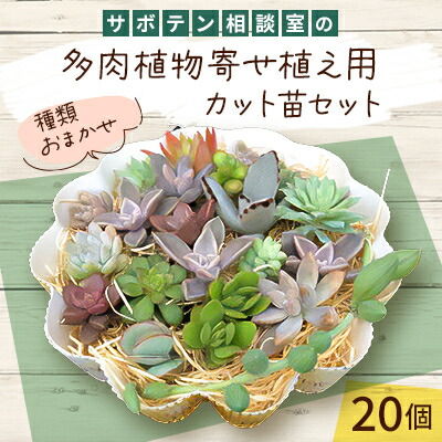 【ふるさと納税】サボテン相談室の多肉植物寄せ植え用カット苗セット(20個)【1338178】