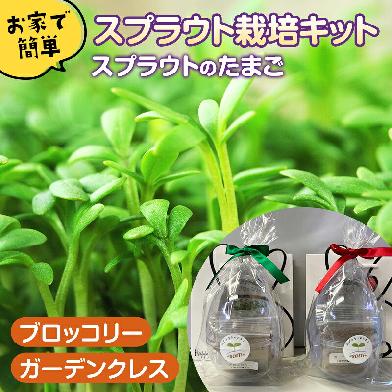 【ふるさと納税】スプラウトの滅多にないご（土耕作りだす一揃いの道具） 身寄り家庭菜園 種 室内 蔬菜 作りだす ブロッコリースプラウト ガーデンクレス ふるさと 出どころ 納税 群馬 渋川市  F4H-0001