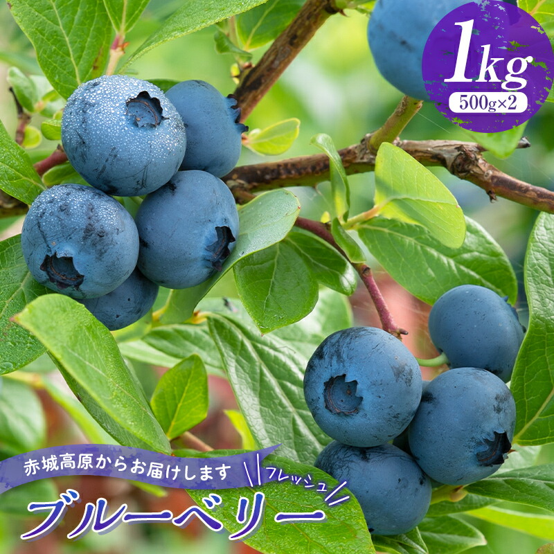 【ふるさと納税】 赤城高原で育ったフレッシュなブルーベリー 1kg フルーツ 果物 果実 群馬県 渋川市 F4H-0286