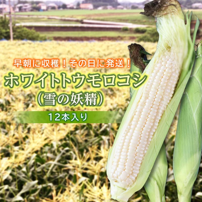 【ふるさと納税】＜2025年発送＞ ホワイトトウモロコシ（雪の妖精）12本入り 白 とうもろこし ホワイト トウモロコシ 雪の妖精 野菜 食品 F20E-698