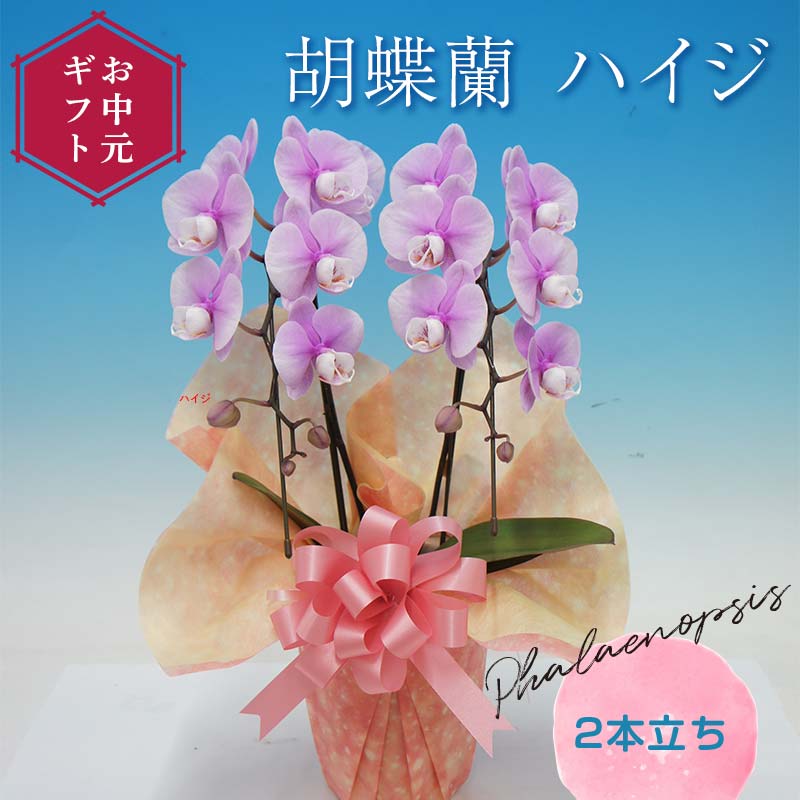 ふるさと納税 小物 福岡県 筑紫野市 復刻版 半幅帯 小花 卯の花色 仕立て上がり ／ 西村織物 ／ 福岡県 筑紫野市 21760440 帯 博多帯 博多織 平織 正絹 カジュ… 楽天市場】【ふるさと納税】花 ミディ 胡蝶蘭 4寸鉢 2本立 1鉢