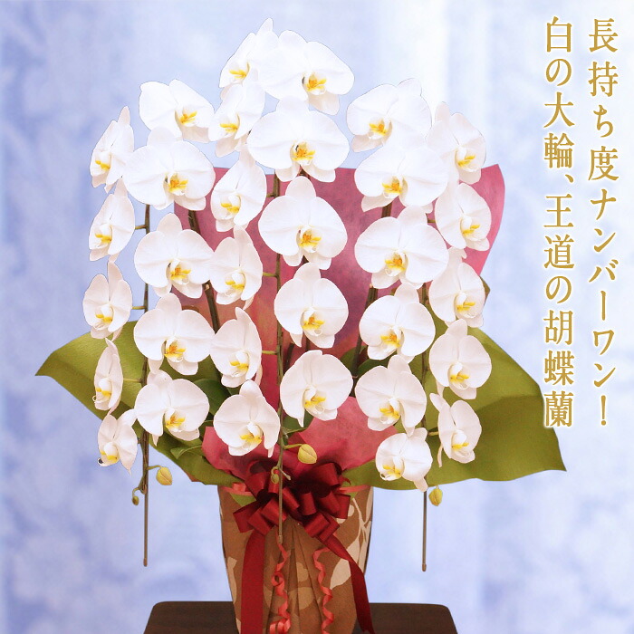 【ふるさと納税】夢見鳥蘭 白大輪(第一人者) 3本立ち 還暦 祝い事 当選 着任 開業 工作 長生き 母の日 父の日 御引き立て流行る 不死化 お歳暮 お中元 お花 差し上げ物 差し上げ物 差し上げ物 こちょうらん F20E-255