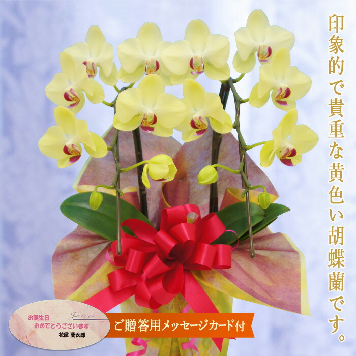 【ふるさと納税】夢見鳥蘭 ザルツマン 2本立ち 《申したて歌留多付》還暦 祝賀会 当選 入会 開業 造営 長生き 母の日 父の日 お引き立て花めく 祝する お歳暮 お中元 お花 差し上げ物 差し上げ物 差し上げ物 こちょうらん  F20E-413