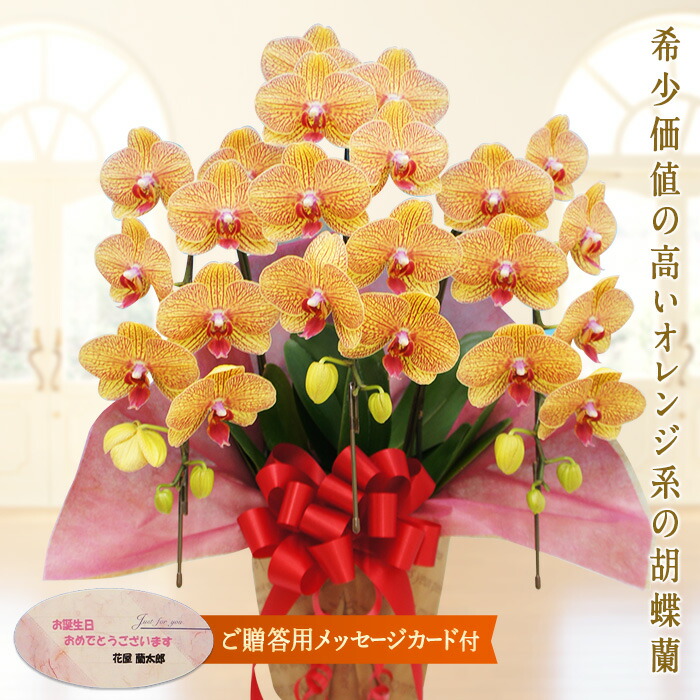 胡蝶蘭大輪 白 10本立ち 130輪前後 | 胡蝶蘭ならHitoHana(ひとはな)