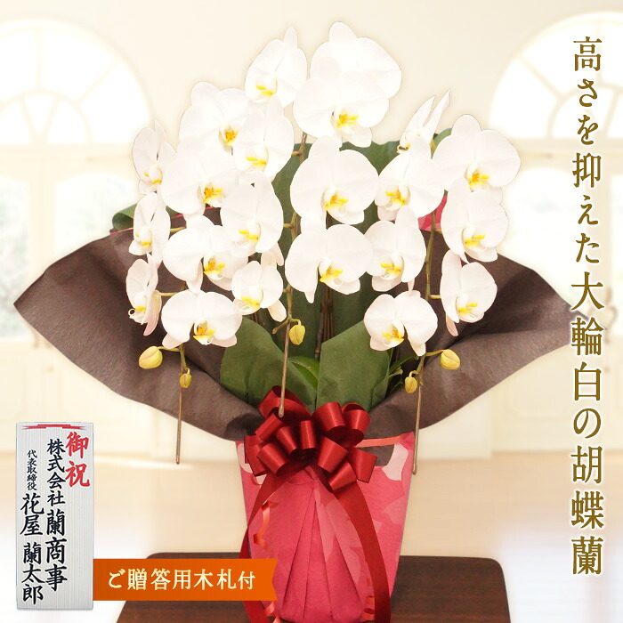 【ふるさと納税】夢見鳥蘭 白大輪(大公) 3本立ち 《木札付》還暦 儀式用 当選 入会 開業 営造 長生き 母の日 父の日 お引き立て華めく 不死化 お歳暮 お中元 お花 差し上げ物 差し上げ物 差し上げ物 こちょうらん F20E-422