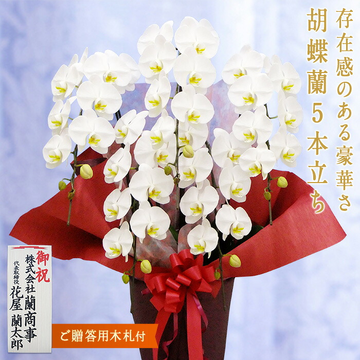 【ふるさと納税】夢見鳥蘭 白大輪 5本立ち 《木札付》還暦 祝賀会 当選 入会 開業 造営 長生き 母の日 父の日 お引き立て花めく 祝する お歳暮 お中元 お花 差し上げ物 差し上げ物 差し上げ物 こちょうらん F20E-428