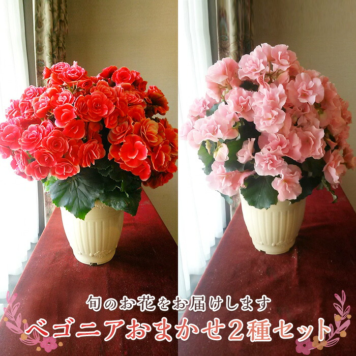【ふるさと納税】 ベゴニヤ鉢植え「おまかせ書き割り」 F20E-456