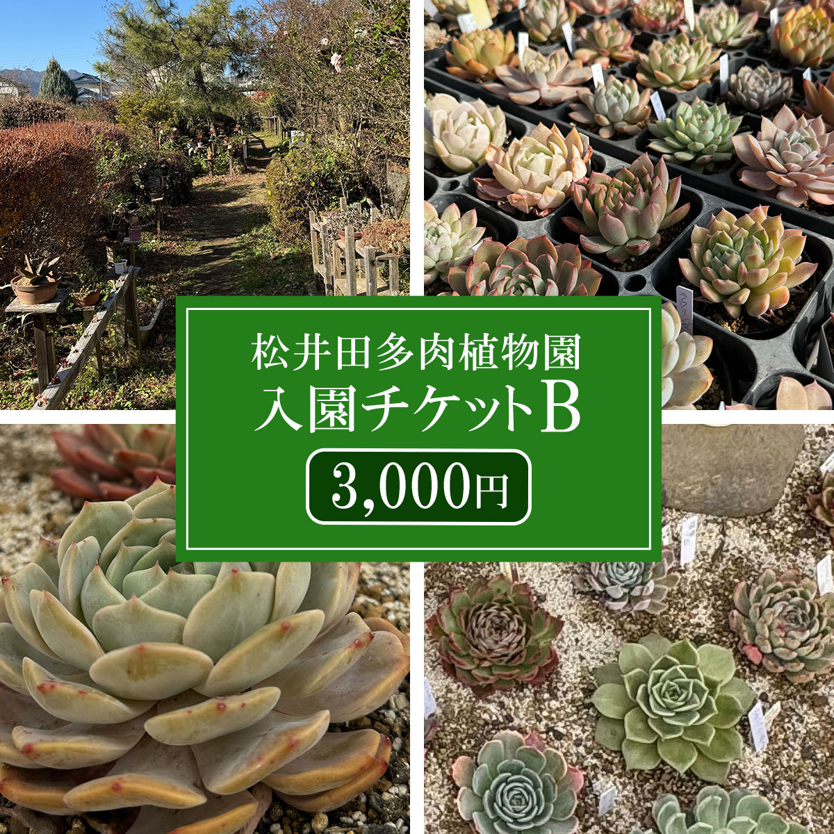 【ふるさと納税】松井田多肉植物園チケットB（3,000円） ANAG003 ／ふるさと納税 観葉植物 多肉 多肉植物 植物園 ガーデン ガーデニング 群馬県 安中市